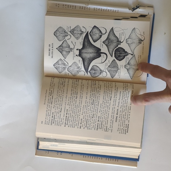 Complete Field Guide to American Wildlife - 1959 - Picture 14 of 15